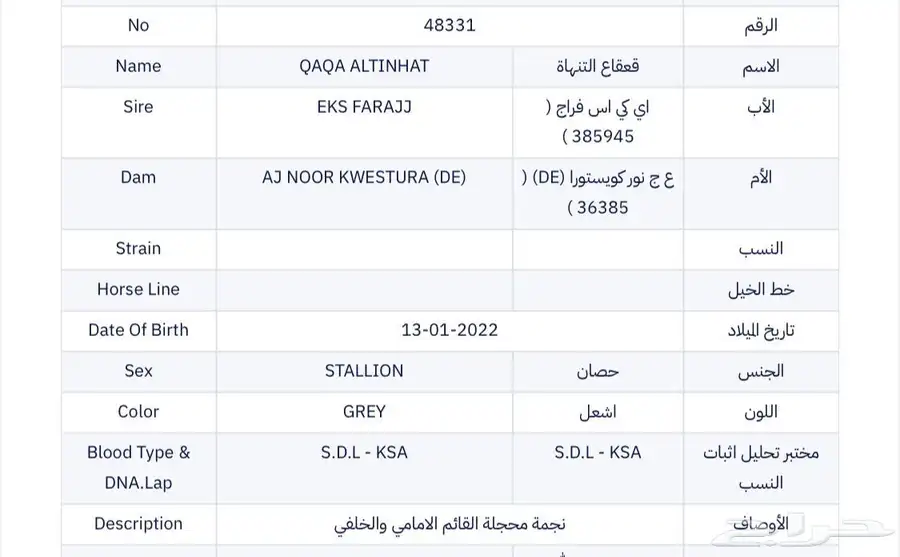 حصان واهو للبيع index