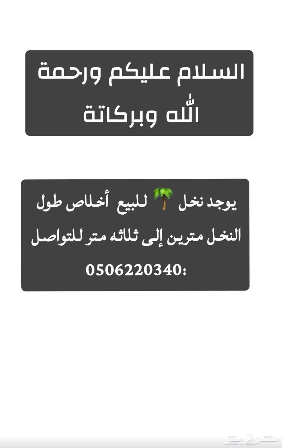 السلام عليكم يوجد نخل أخلاص كفو للبيع طوله مترين إلى ثلاثه 0