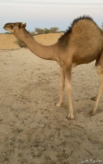 للبيع خلفه ساحليه تحتها قعود كفوو 4