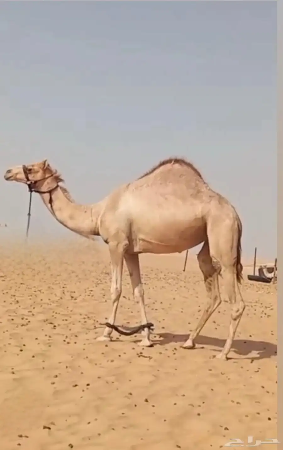 هجن حقه بنت السيف ال عبيد الام بنت المتحد الاصفر 0