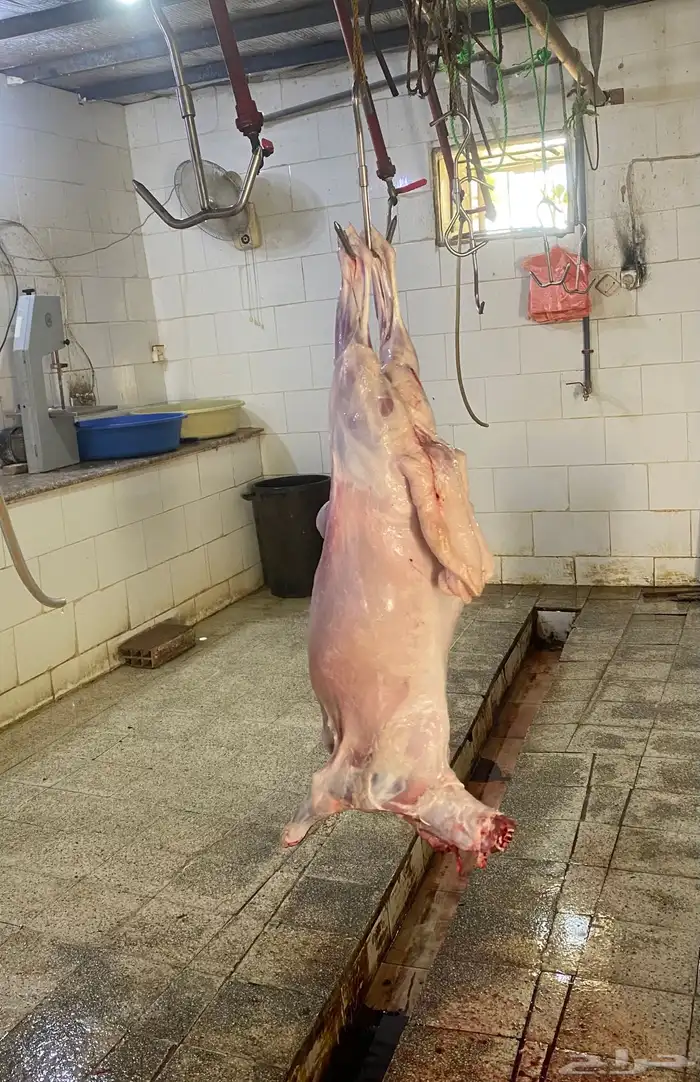 ذبايح طليان حري يتوفر ذبح وتوصيل 5