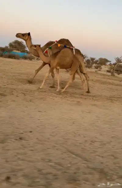 للبيع خلفه ساحليه تحتها قعود كفوو 1