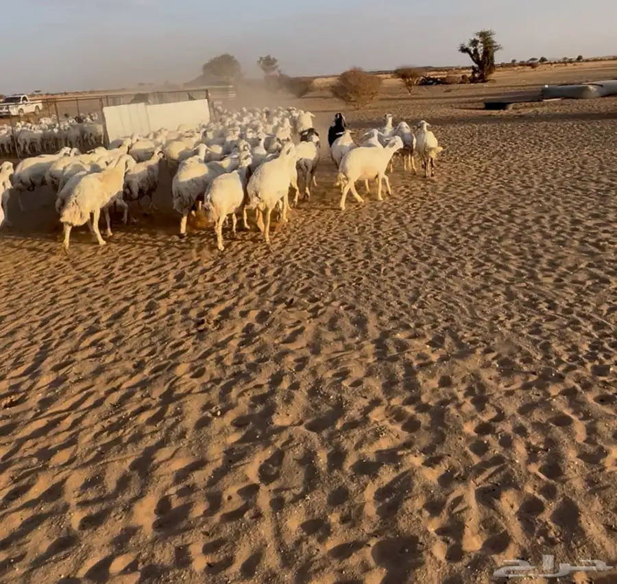 غنم حريه دفيع وخلفات بهمها ذبايح العدد 130 0