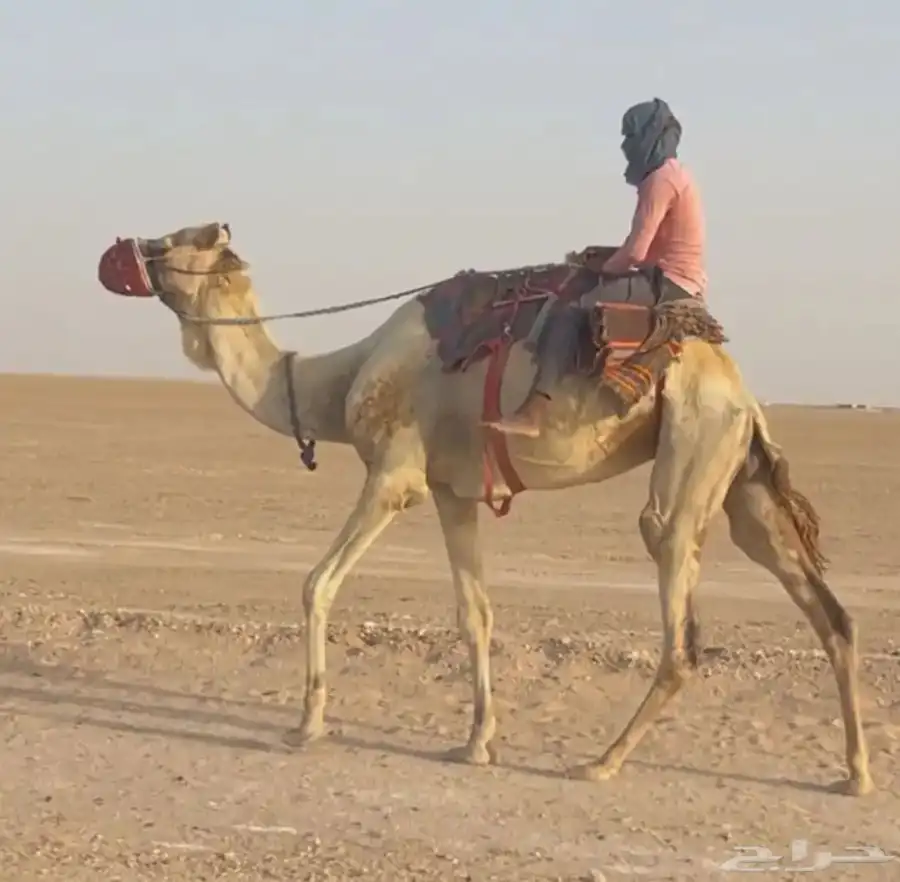 للبيع قليصه 0