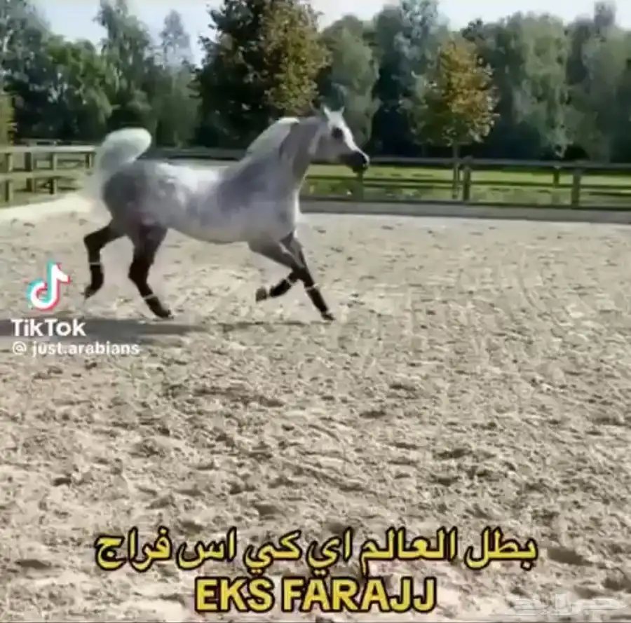 حصان واهو للبيع index