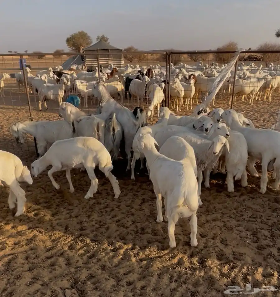 غنم حريه دفيع وخلفات بهمها ذبايح العدد 130 7