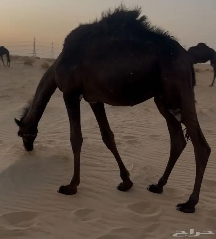 قعود قصب 2