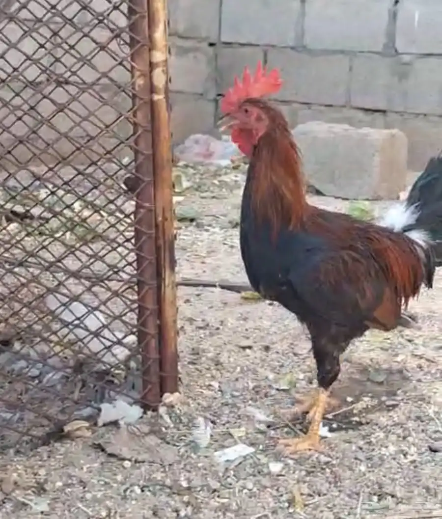 للبيع دجاج عربي اصيل 0
