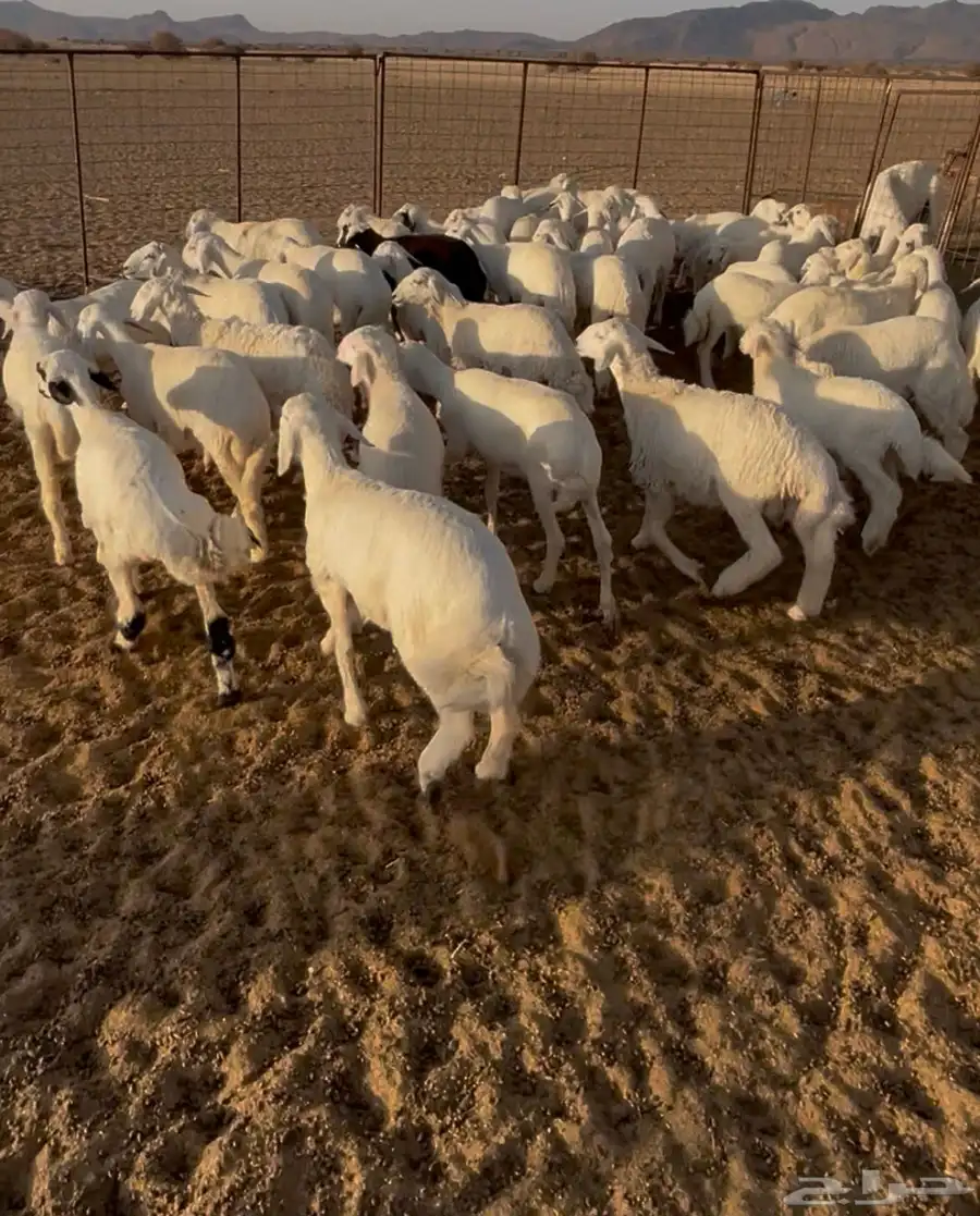 غنم حريه دفيع وخلفات بهمها ذبايح العدد 130 6