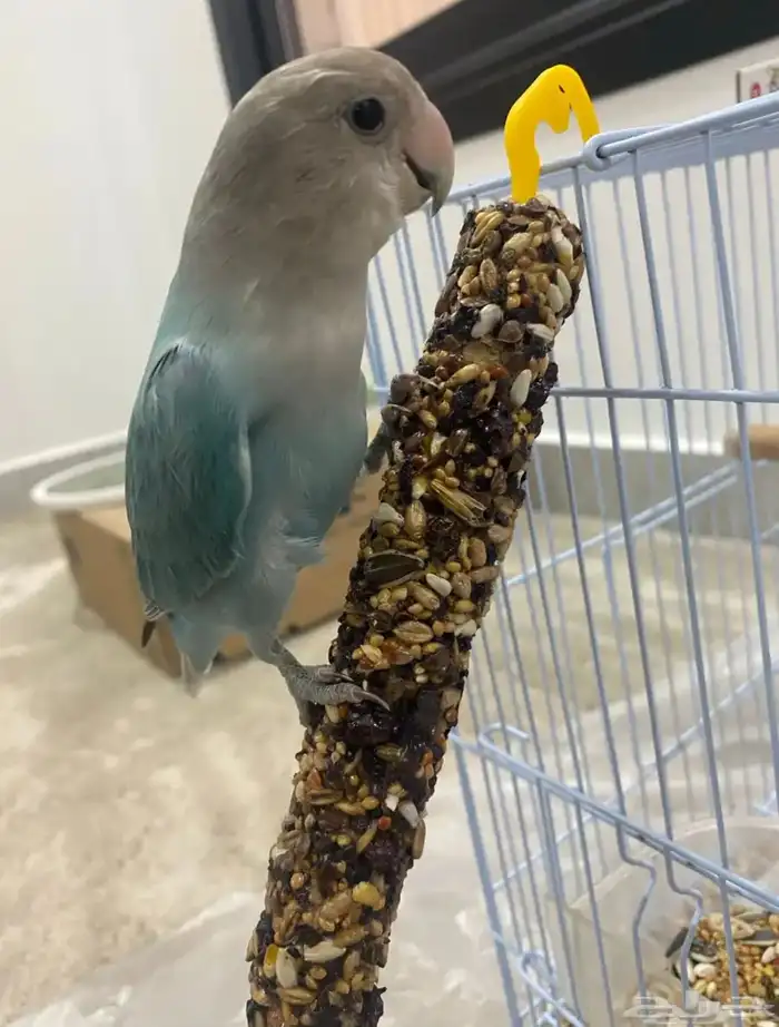 ببغاء روز اليف جدا 0