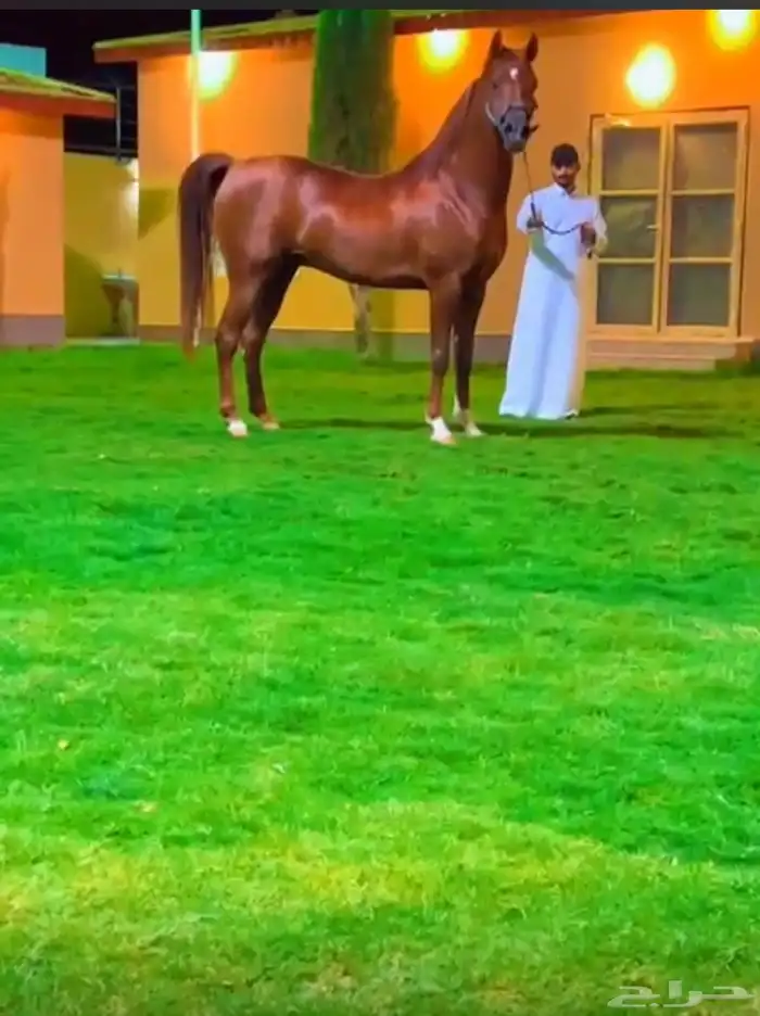 مهره 0