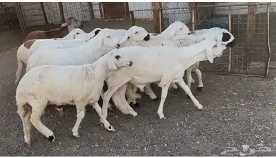 طليان سواكن 2