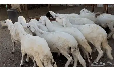 طليان سواكن 0