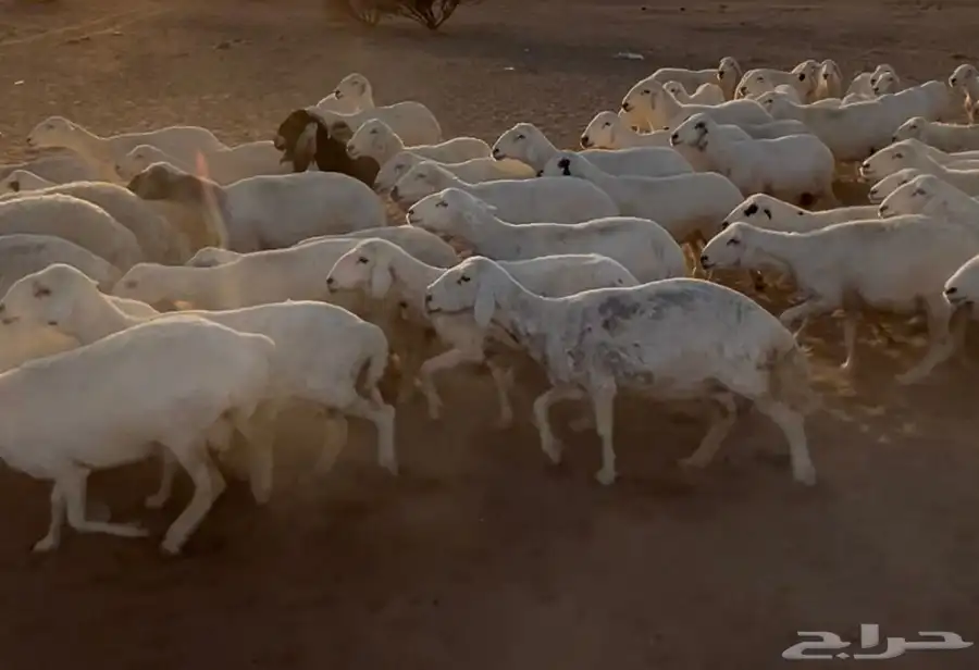 غنم حريه دفيع وخلفات بهمها ذبايح العدد 130 2