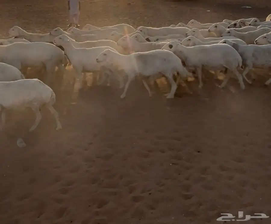غنم حريه دفيع وخلفات بهمها ذبايح العدد 130 1