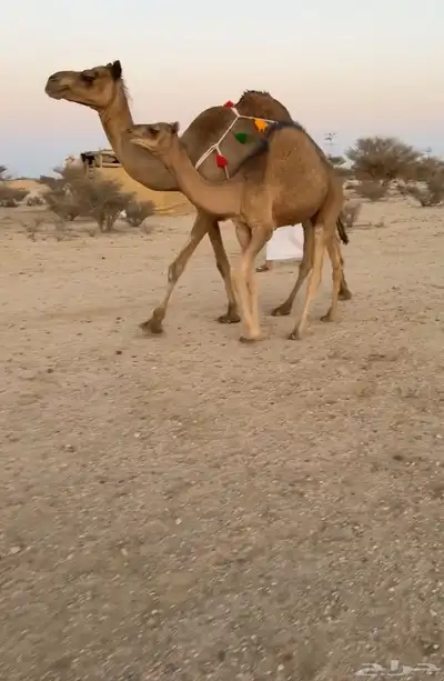 للبيع خلفه ساحليه تحتها قعود كفوو 3
