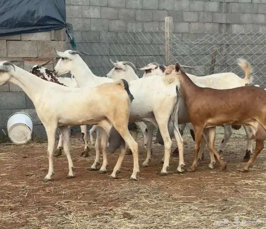 ماعز بيشيات حليب كفو ومولد 2 معها 4 4