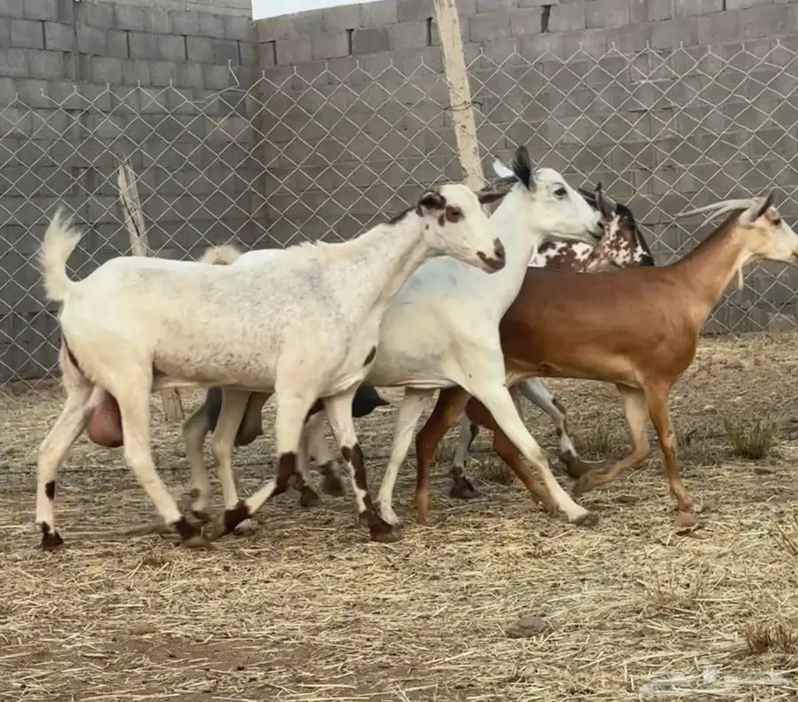 ماعز بيشيات حليب كفو ومولد 2 معها 4 2
