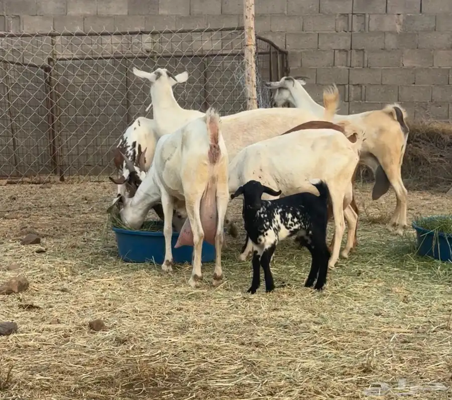 ماعز بيشيات حليب كفو ومولد 2 معها 4 7