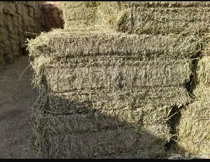 برسيم   صافي البيع بتريلة 1