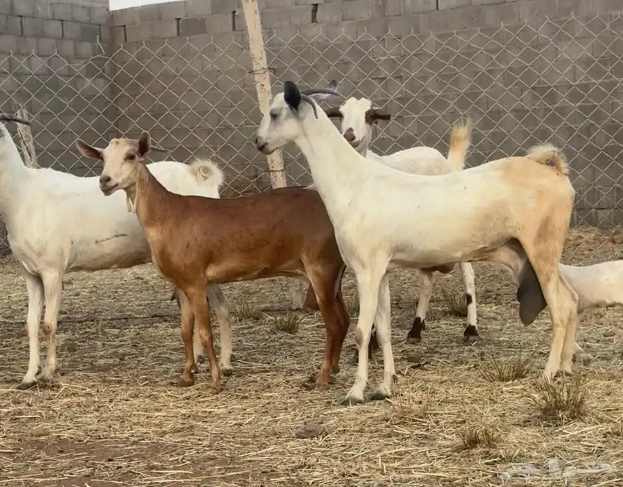 ماعز بيشيات حليب كفو ومولد 2 معها 4 6