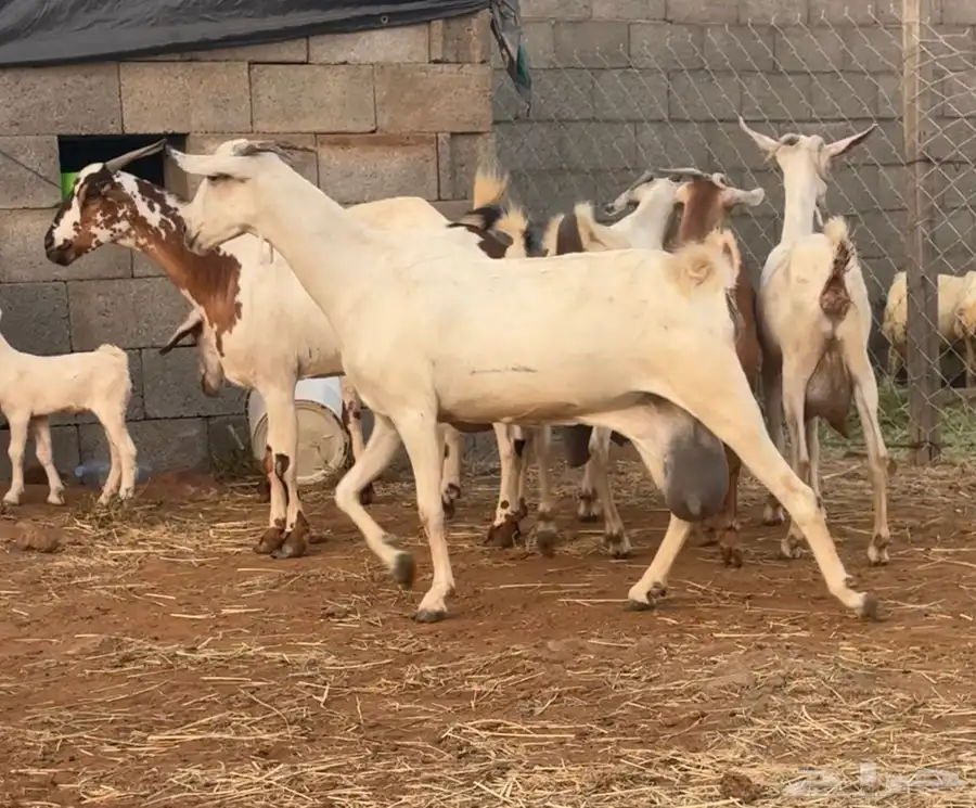 ماعز بيشيات حليب كفو ومولد 2 معها 4 3