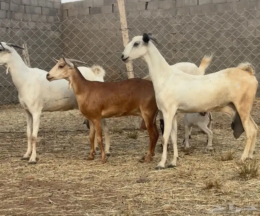 ماعز بيشيات حليب كفو ومولد 2 معها 4 5