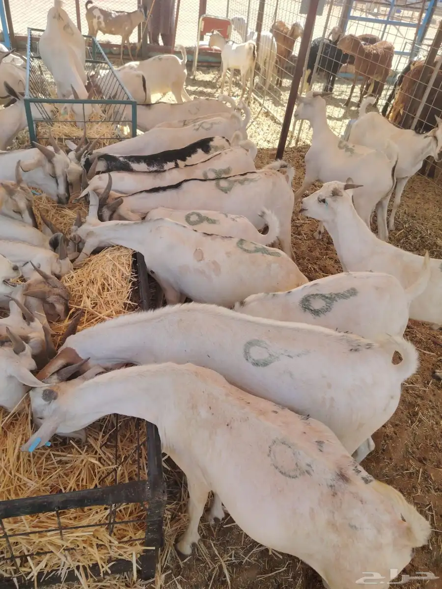 حلال مربي جمله للزواج والمناسبات والتجار 1