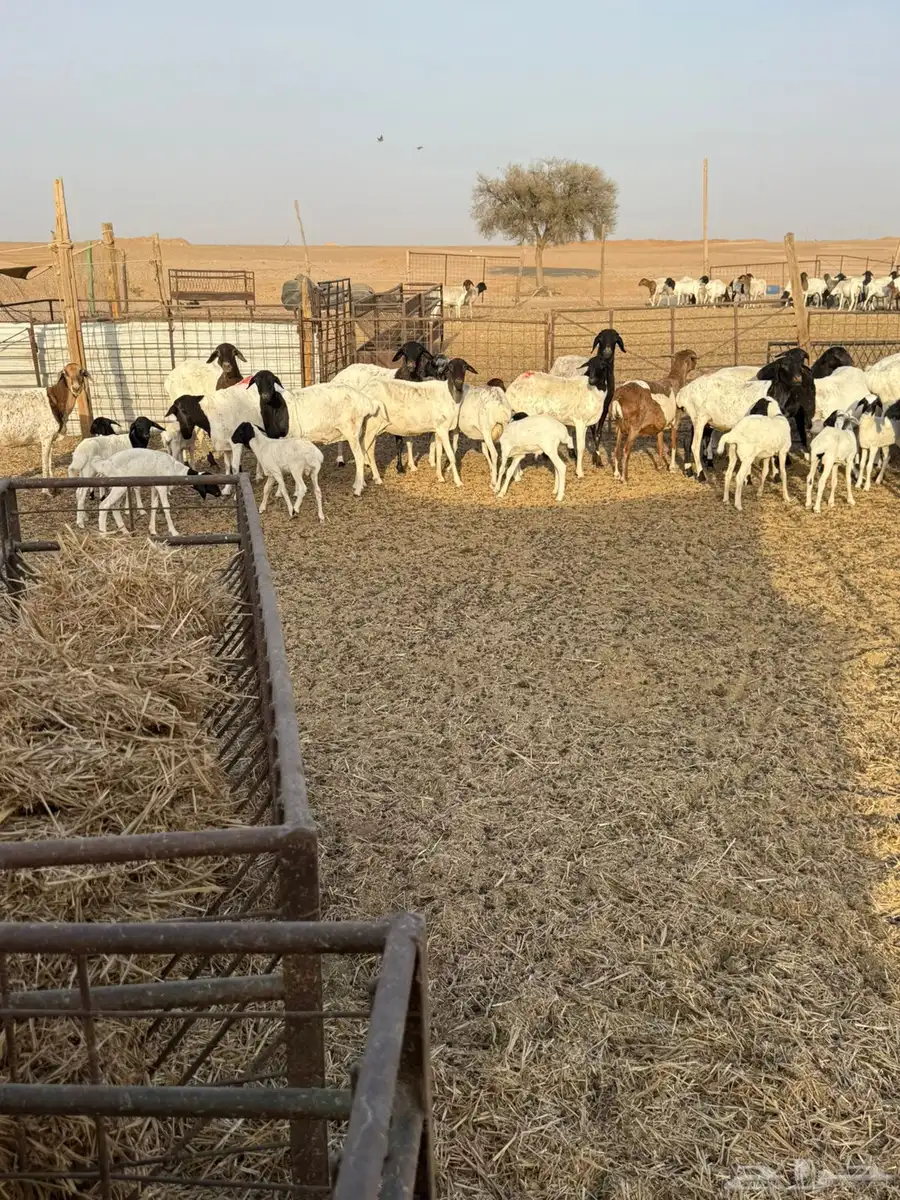 برابر مراح كامل دفيع مواليد index