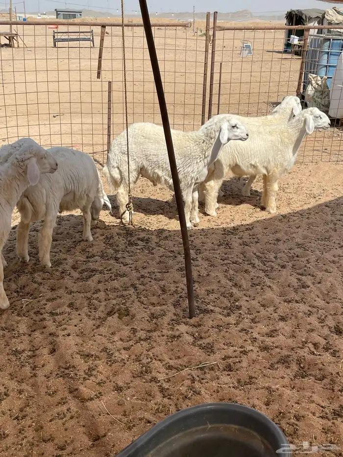 حري ذبايح مناسبات ذبايح زواج طليان يوجد صلخ وتوصيل 2
