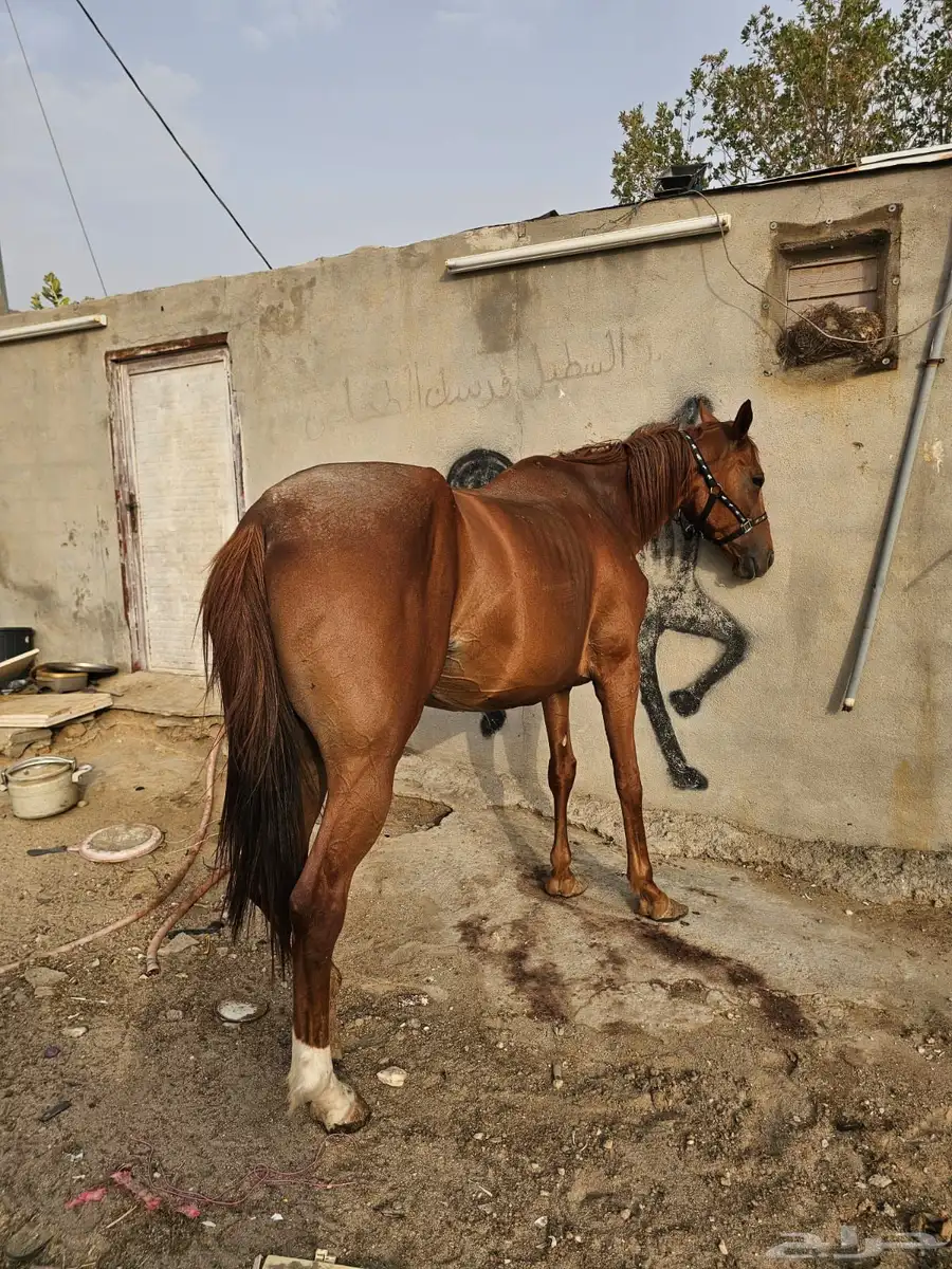 فرس شعبيه شيخه السوم 4500 البيع قريب تواصل وتساب 2