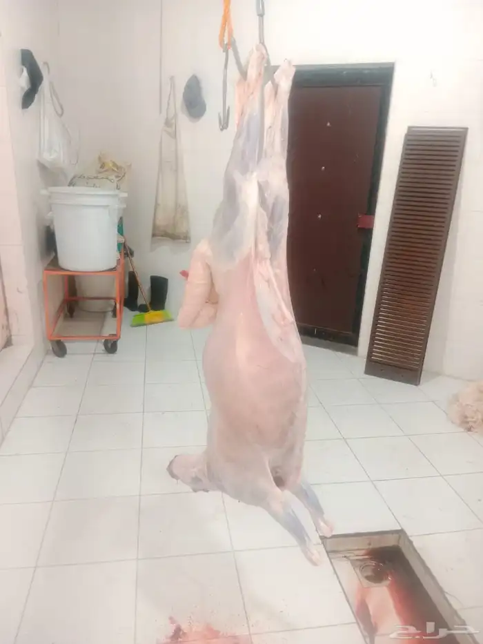 حري ذبايح مناسبات ذبايح زواج طليان يوجد صلخ وتوصيل 5