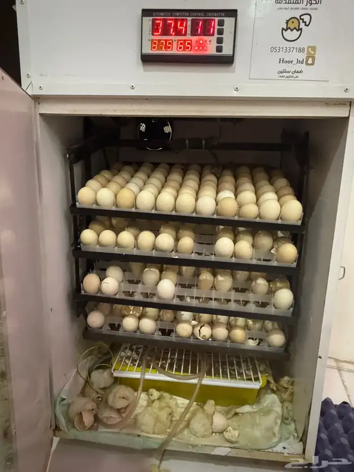فقاسة فل تماتيك 352 بيضه 1