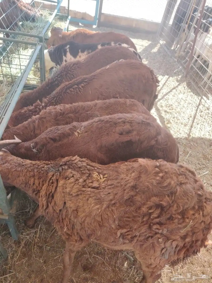 حلال مربي جمله للزواج والمناسبات والتجار 2