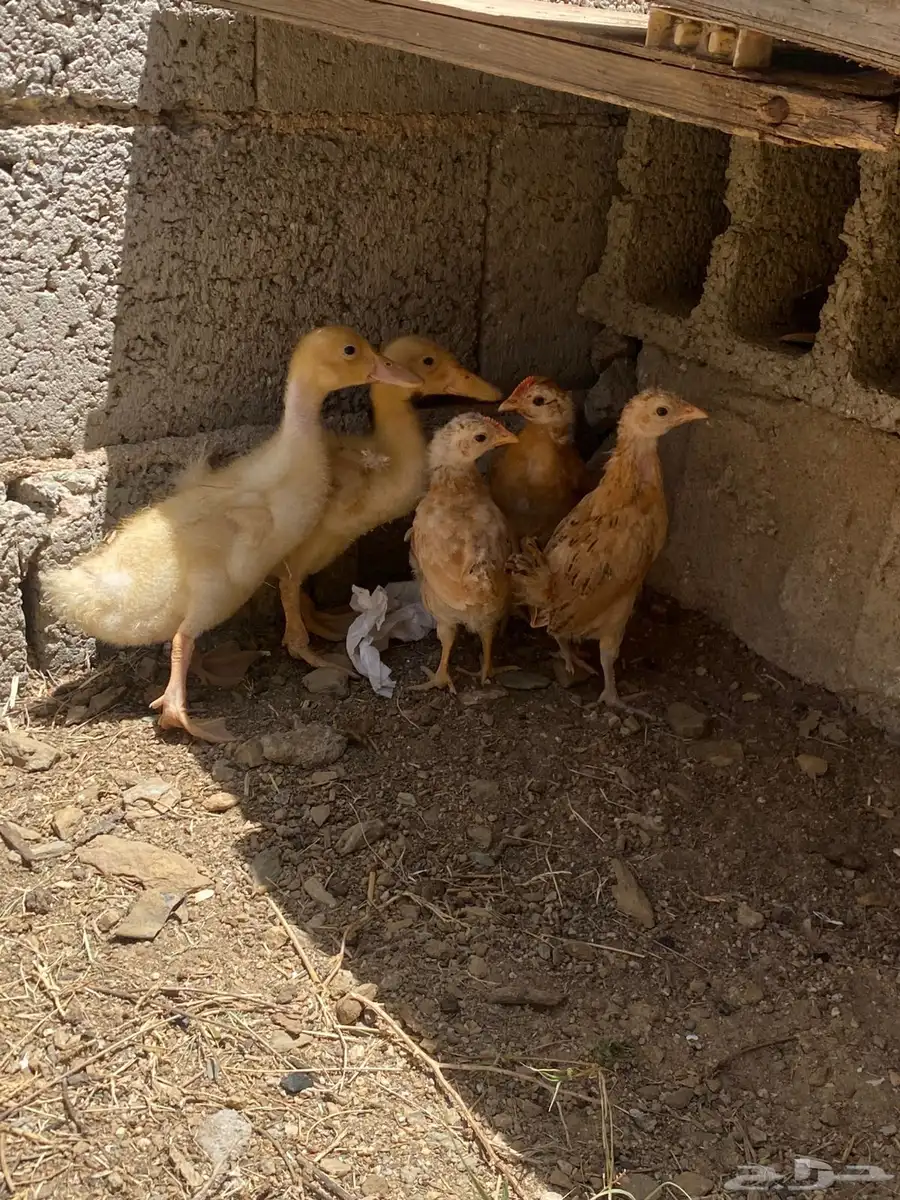 بط صغير وصغار الدجاج 0