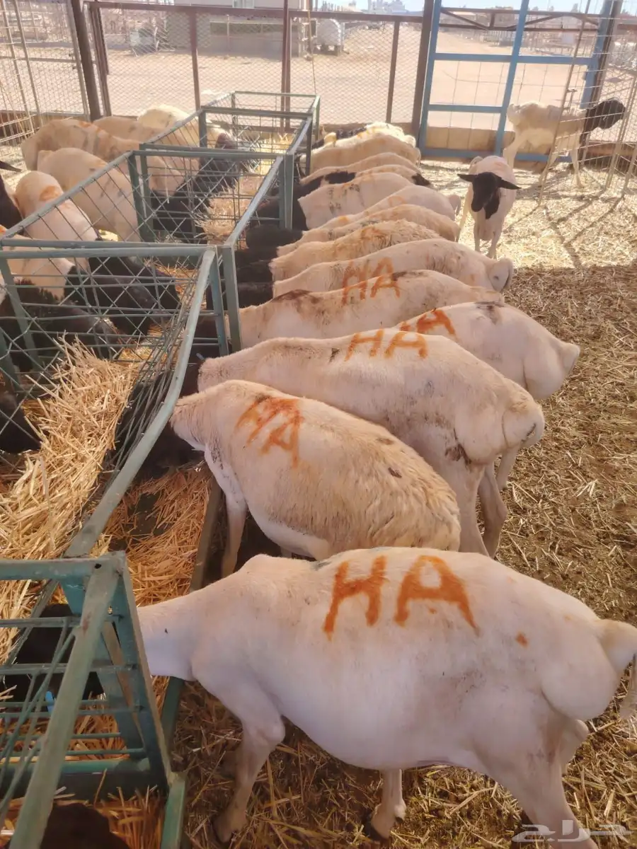 حلال مربي جمله للزواج والمناسبات والتجار 0