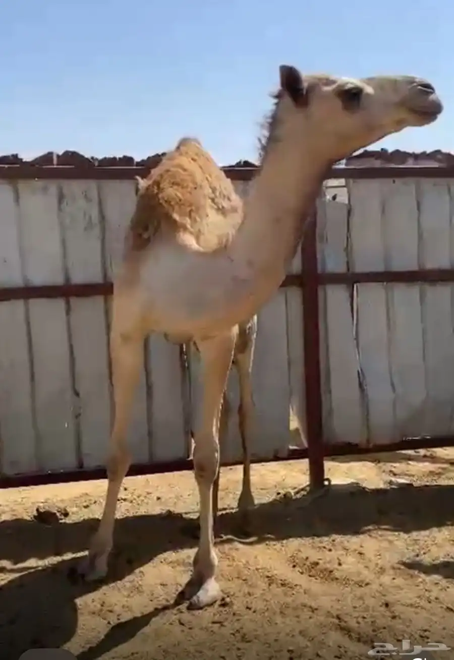 قعود مفرود يروح حق مكنسل جسمه فاخر 1