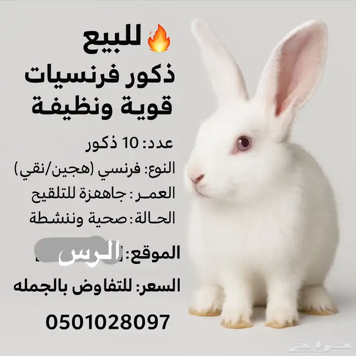 ارانب العدد 20 0