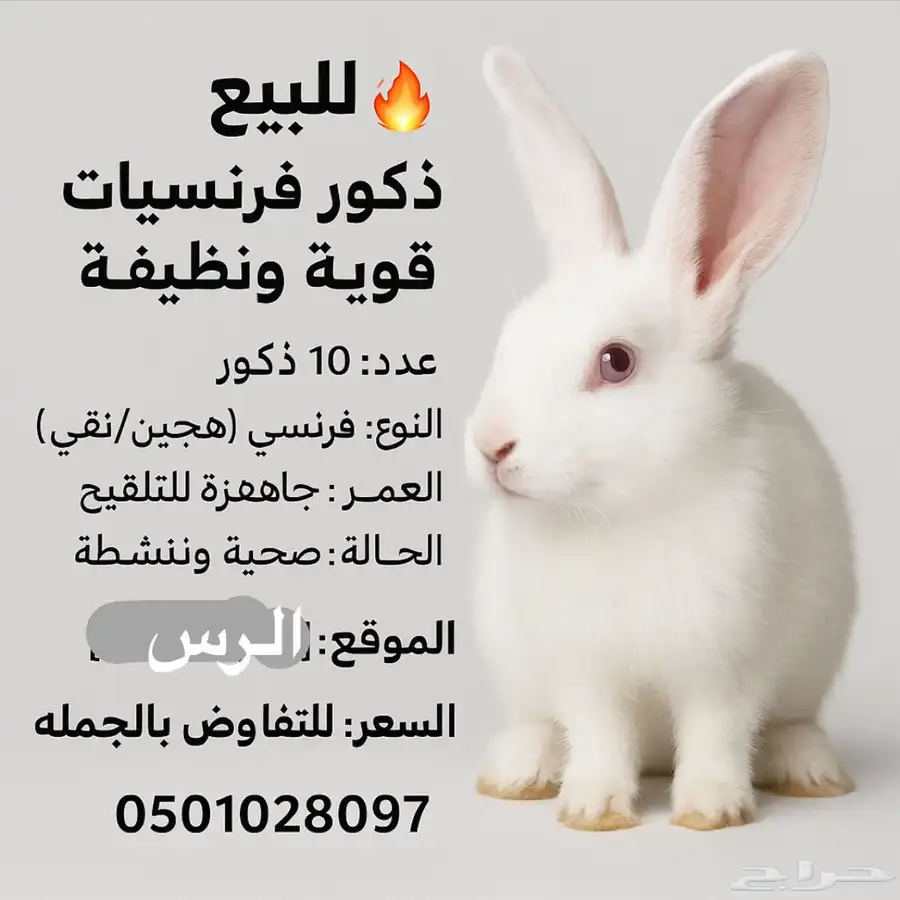 ارانب هجين هولندي وبلدي وفرنسي وين الصامل 0