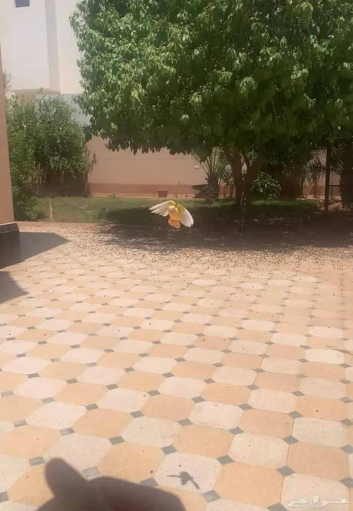 طيور روز لاتينو والبينو اليفات هدد داخلي وخارجي 15