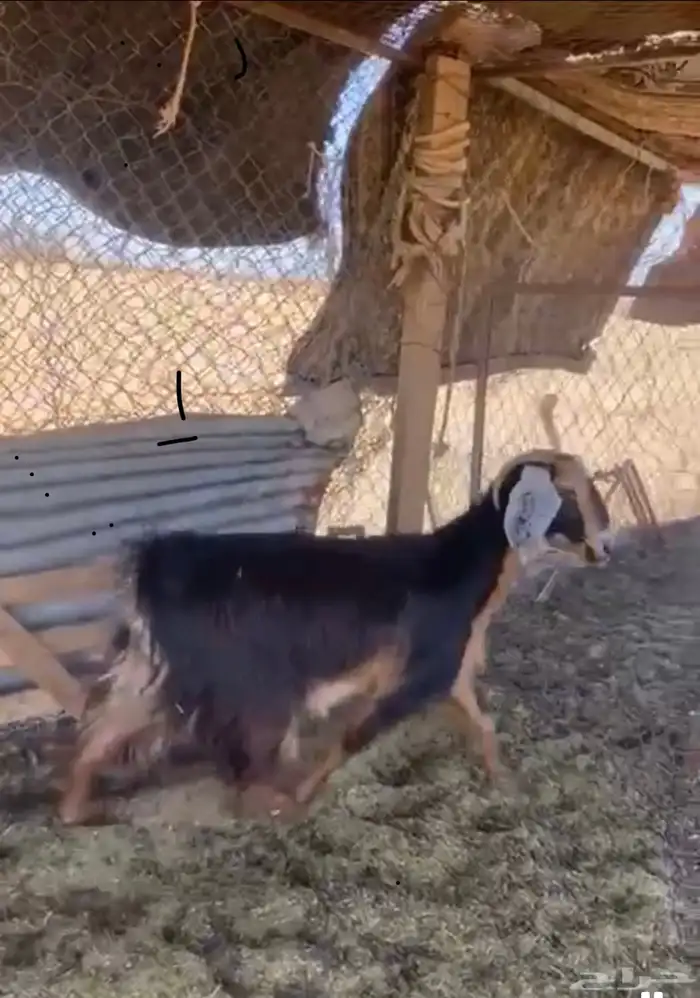 ماعز بلدي عارضيه حويا 1