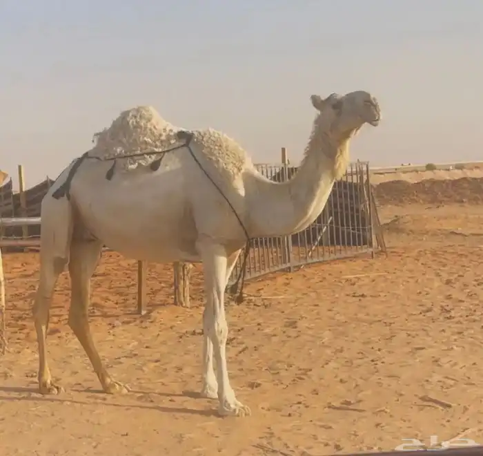 وضحا طيبه معزول ولدها 0
