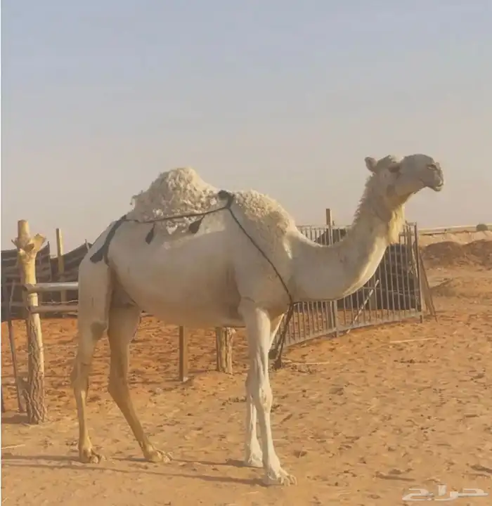 وضحا طيبه معزول ولدها 1