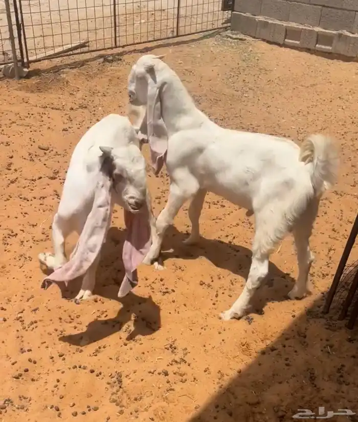 تم البيع 1