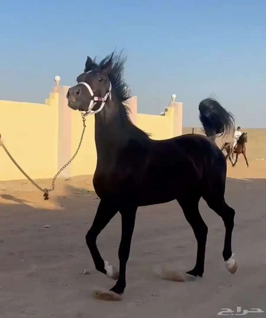مهره شعبيه دهما جرم طيب ومعسوفه 0