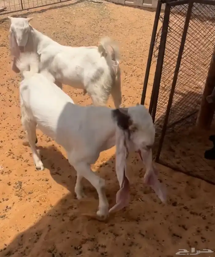تم البيع 0