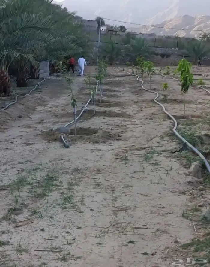 للبيع أرض زراعية بصك الكتروني بمحافظة أضم 5