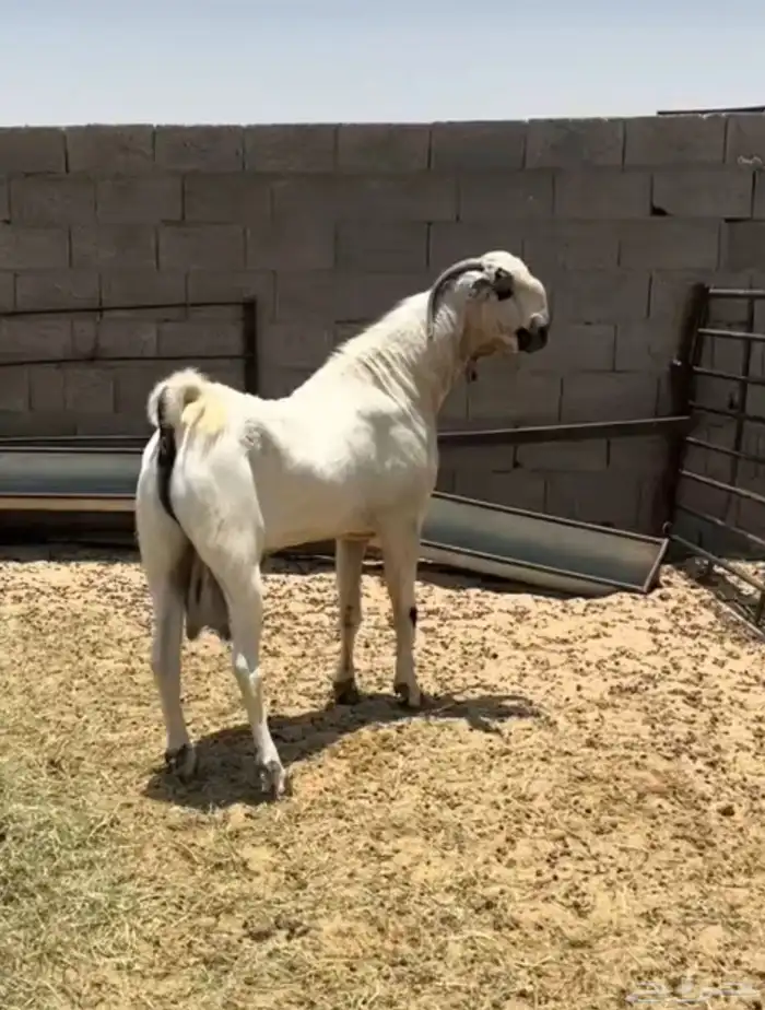 معزاء بيشيات كحل 3