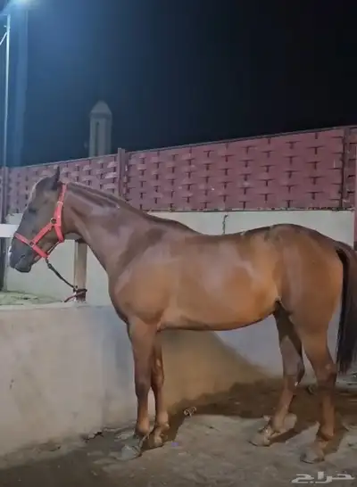 فرس شعبية شقراء 5