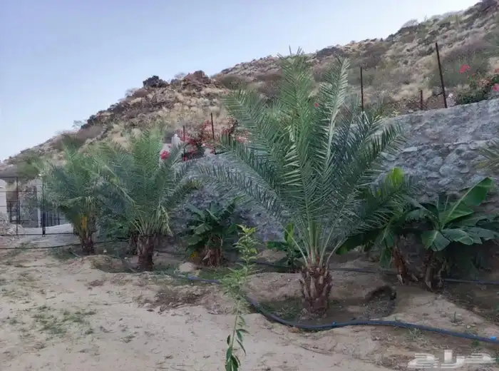 للبيع أرض زراعية بصك الكتروني بمحافظة أضم 3